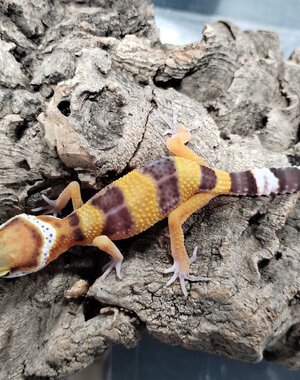  Molten Lavender Leopard Gecko