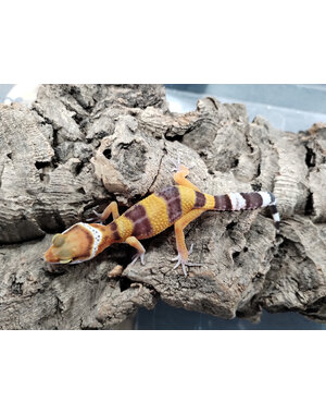  Molten Lavender Leopard Gecko