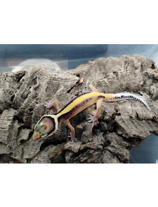  Stripe Leopard Gecko