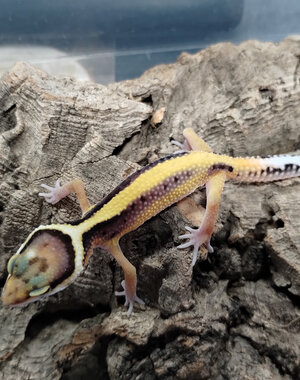 Stripe Leopard Gecko