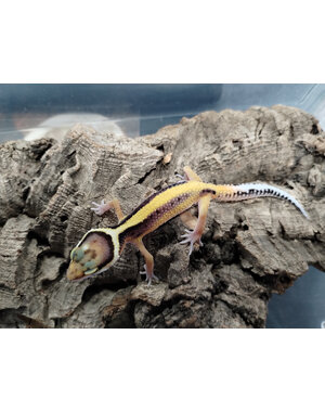  Stripe Leopard Gecko