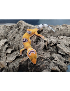  Clown Leopard Gecko