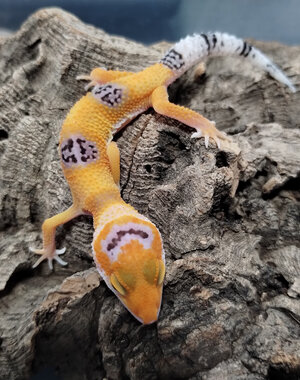  Clown Leopard Gecko