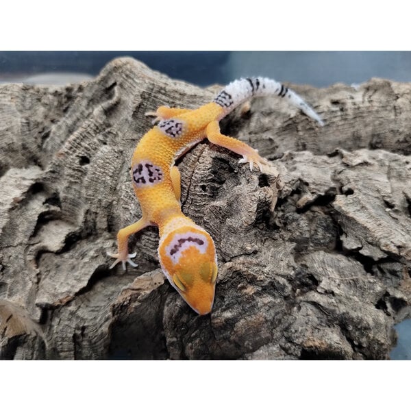 Clown Leopard Gecko