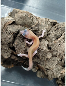  Mack Snow Raptor Leopard Gecko