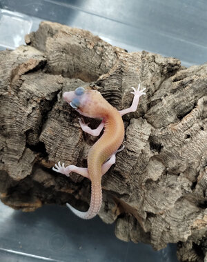  Mack Snow Raptor Leopard Gecko