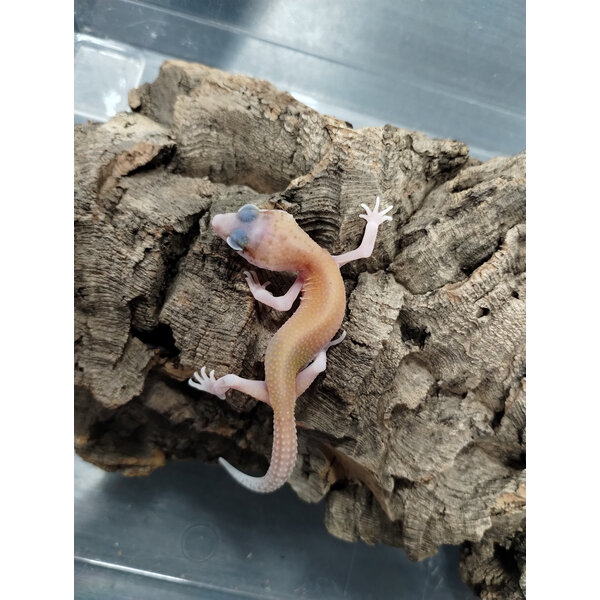 Mack Snow Raptor Leopard Gecko