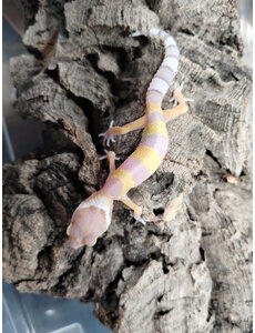  White & Yellow X Bubble Gum Leopard Gecko