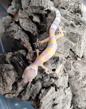 White & Yellow X Bubble Gum Leopard Gecko