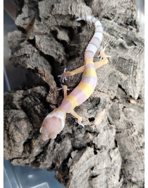  White & Yellow X Bubble Gum Leopard Gecko