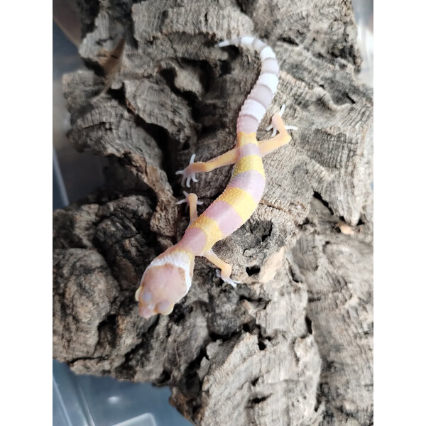 White & Yellow X Bubble Gum Leopard Gecko
