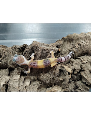  White and Yellow Leopard Gecko