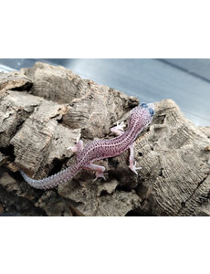  Super Mack Snow Leopard Gecko