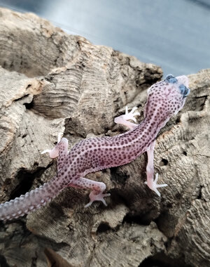  Super Mack Snow Leopard Gecko