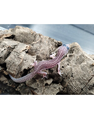  Super Mack Snow Leopard Gecko