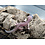 Super Mack Snow Leopard Gecko