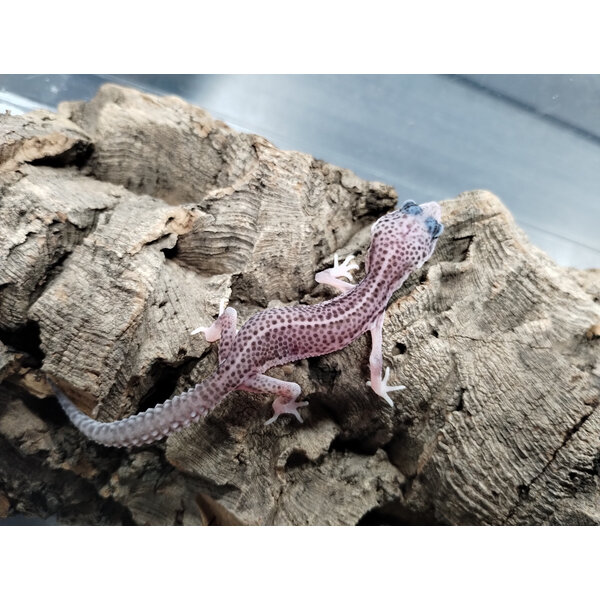 Super Mack Snow Leopard Gecko