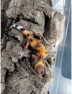  Tangerine (Tornado) Leopard Gecko