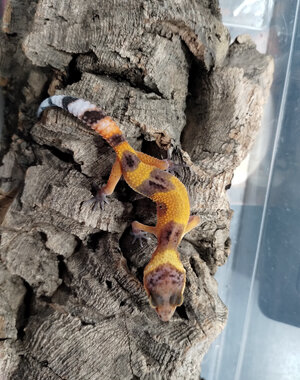 Tangerine (Tornado) Leopard Gecko
