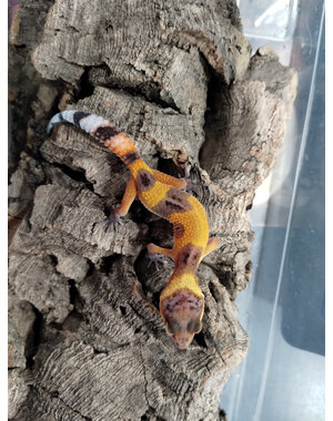  Tangerine (Tornado) Leopard Gecko
