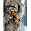 Tangerine (Tornado) Leopard Gecko