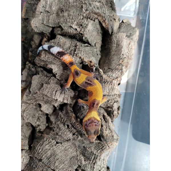 Tangerine (Tornado) Leopard Gecko