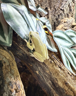  Green Tree Frog