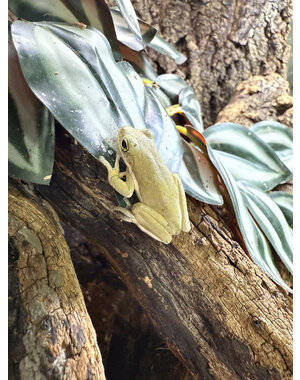  Green Tree Frog