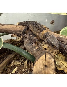  White  Eye Crocodile Skink