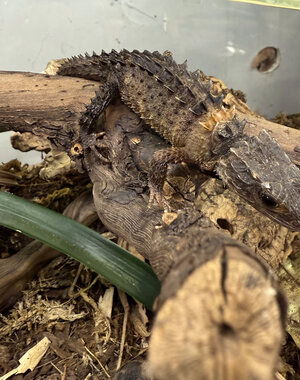 White  Eye Crocodile Skink