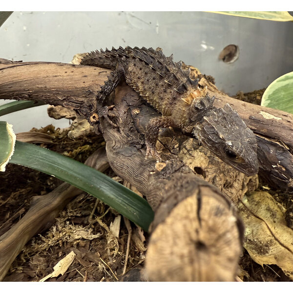 White  Eye Crocodile Skink