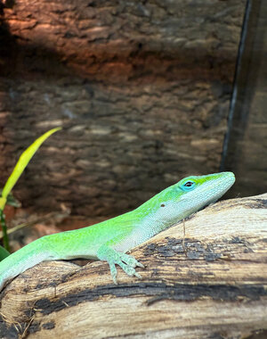 Green Anole