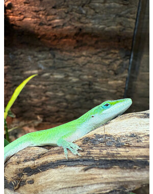  Green Anole