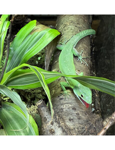  Gastropholis prasina (Green Keeled Bellied Lizard)