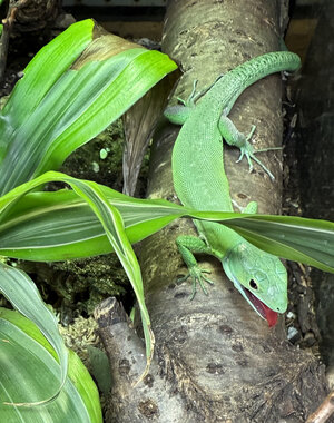  Gastropholis prasina (Green Keeled Bellied Lizard)