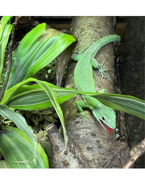  Gastropholis prasina (Green Keeled Bellied Lizard)