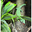 Gastropholis prasina (Green Keeled Bellied Lizard)
