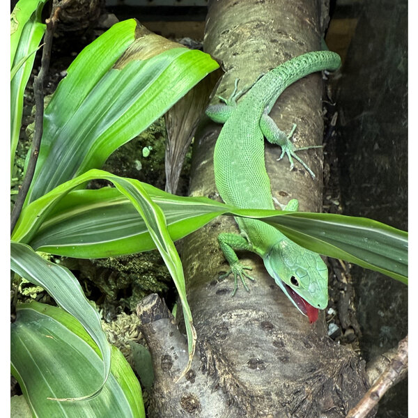 Gastropholis prasina (Green Keeled Bellied Lizard)