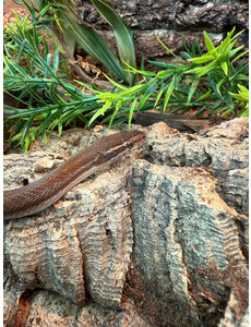  CBB House Snake
