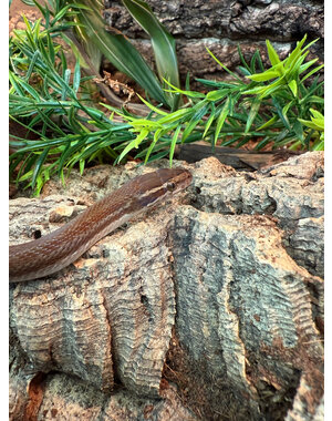  CBB House Snake