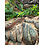 CBB House Snake