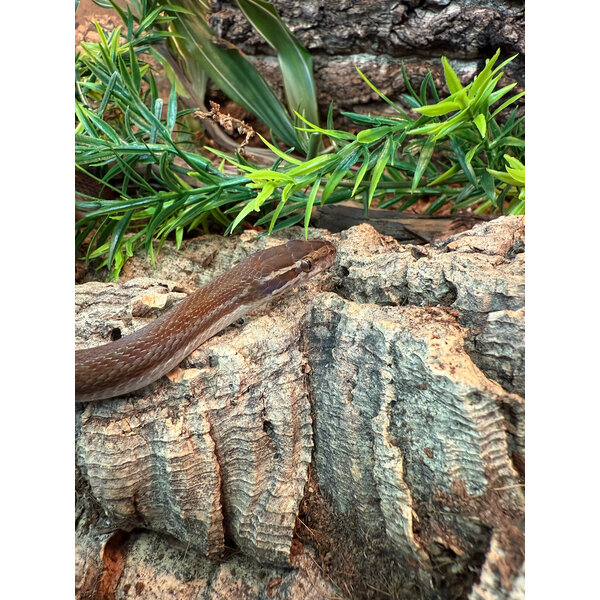 CBB House Snake