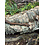 CBB House Snake