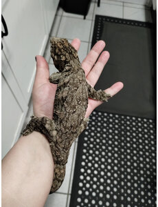  Super x Pink Line X Nuu Ana Leachie Gecko
