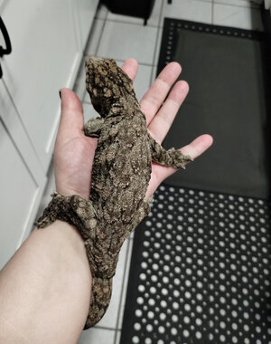 Super x Pink Line X Nuu Ana Leachie Gecko