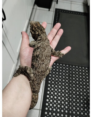  Super x Pink Line X Nuu Ana Leachie Gecko