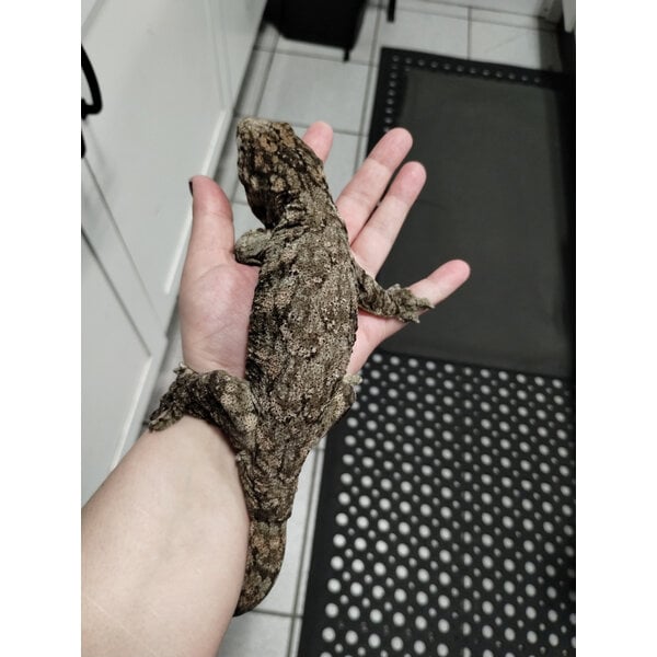 Super x Pink Line X Nuu Ana Leachie Gecko