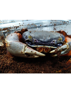  Rainbow Crab