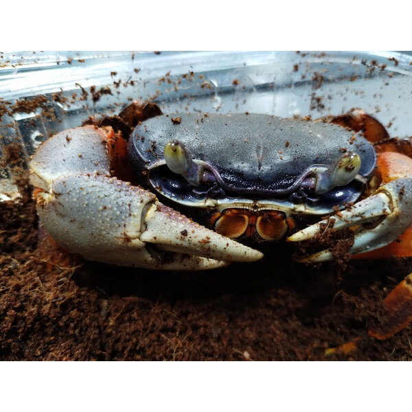 Rainbow Crab