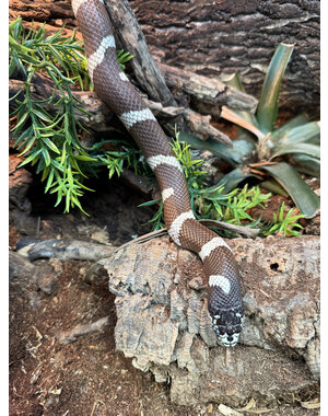  0.1 Banded California King Snake (Proven Breeder)